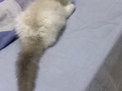 -Bastet sally猫舍购宠(静安店)
