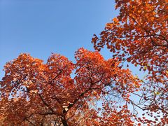 -北京西山国家森林公园