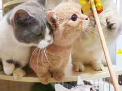 -猫宠乐园·专业洗护