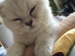 -Bastet sally猫舍购宠(静安店)