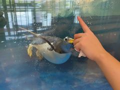 -太湖龙之梦