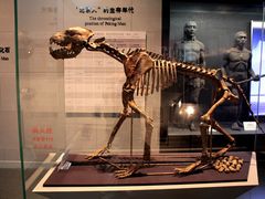 IMG_1110_副本-北京周口店北京人遗址博物馆