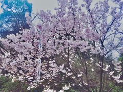 -南山植物园