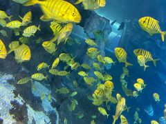 -太平洋海底世界