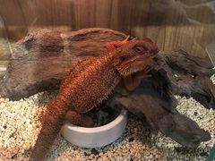 -酷以爬仙阁实体爬宠店·守宫·蜥蜴·专业繁育