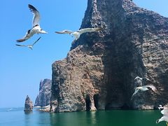 景点-长岛万鸟岛