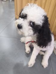-Moni星球萌宠·小马宝莉·灵蛇·高端高阶全萌宠互动体验俱乐部(红豆国际广场店)