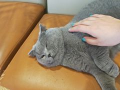 -藏猫猫咖啡主题馆(中央大道店)