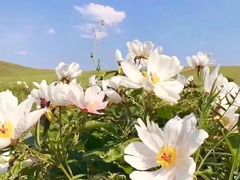 -乌拉盖芍药谷景区