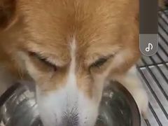 -爱妮康宠物医院·干细胞免疫细胞·肿瘤·心脏(张江店)