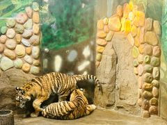 -上海野生动物园