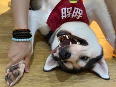 -Husky Go! 哈士奇体验馆·宠物咖啡厅狗咖