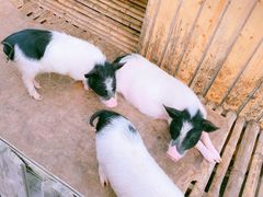 -上海崇明金茂凯悦酒店