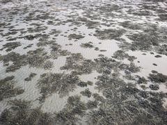 -台山黑沙湾海浴场
