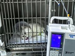 -乖乖宠物医院·猫科·急重症中心(车站北路分院)
