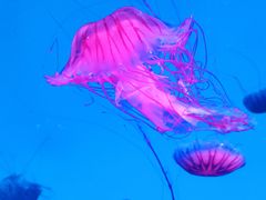 -海合安青岛极地海洋公园