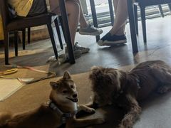 -百好乐宠物友好餐厅(朝外大街店)