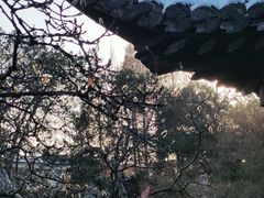 -何园