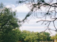 -上海共青森林公园