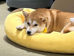 -逗柴咖啡屋·狗咖猫咖宠物桌游