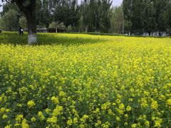 -长白岛森林公园