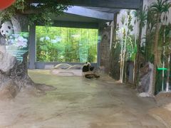 -海南热带野生动植物园