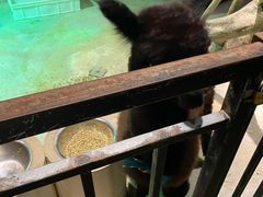 -zoonana室内动物园(东方福来德店)