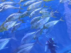 -华夏文旅海洋公园