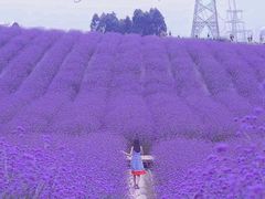 -紫颐香薰山谷景区