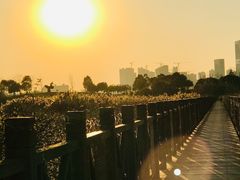 -洋湖国家湿地公园