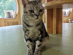 -猫和宫(六道口店)