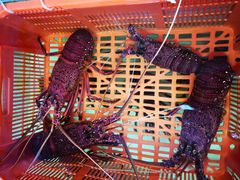 -無招牌海鮮(芽笼店)