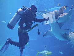 -太平洋海底世界