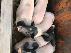 -前小桔亲子创意农场·草莓采摘·露营烧烤