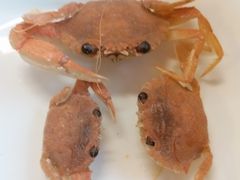 -原柳滩高台阶涮羊肉