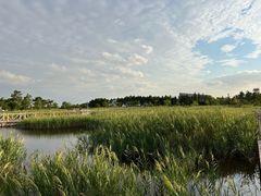 -鹦鹉洲湿地公园