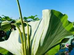 -洪湖生态旅游区