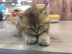 -宠物世家(仲盛世界商城店)