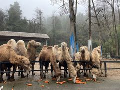 -贵州森林野生动物园