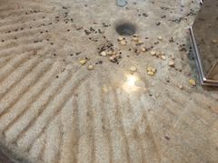 -湯太宗不翻湯
