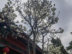 -白云观
