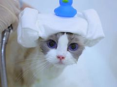 -momokira米努特·德文卷毛猫·棉花面纱犬