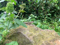 -西湖风景区十里琅珰-五云山