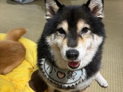 -逗柴咖啡屋·狗咖猫咖宠物桌游