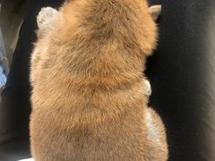 -逗柴咖啡屋·狗咖猫咖宠物桌游