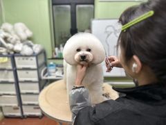 -鑫艺宠物美容培训学校