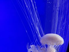 -上海海洋水族馆