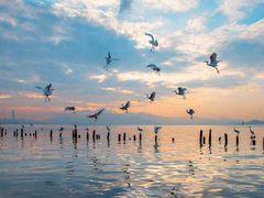 -宝安西湾红树林湿地公园