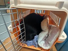 -联合动物医院(光谷诊疗中心)