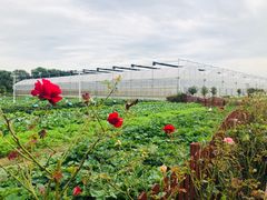 -上膳源有机农场